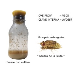 MOSCA DE LA FRUTA DROSOPHILA CULTIVO